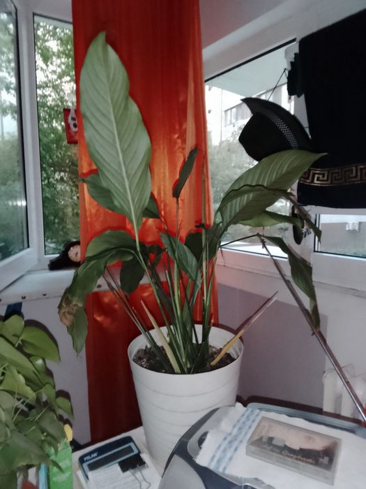 Plante de casa ornamentale