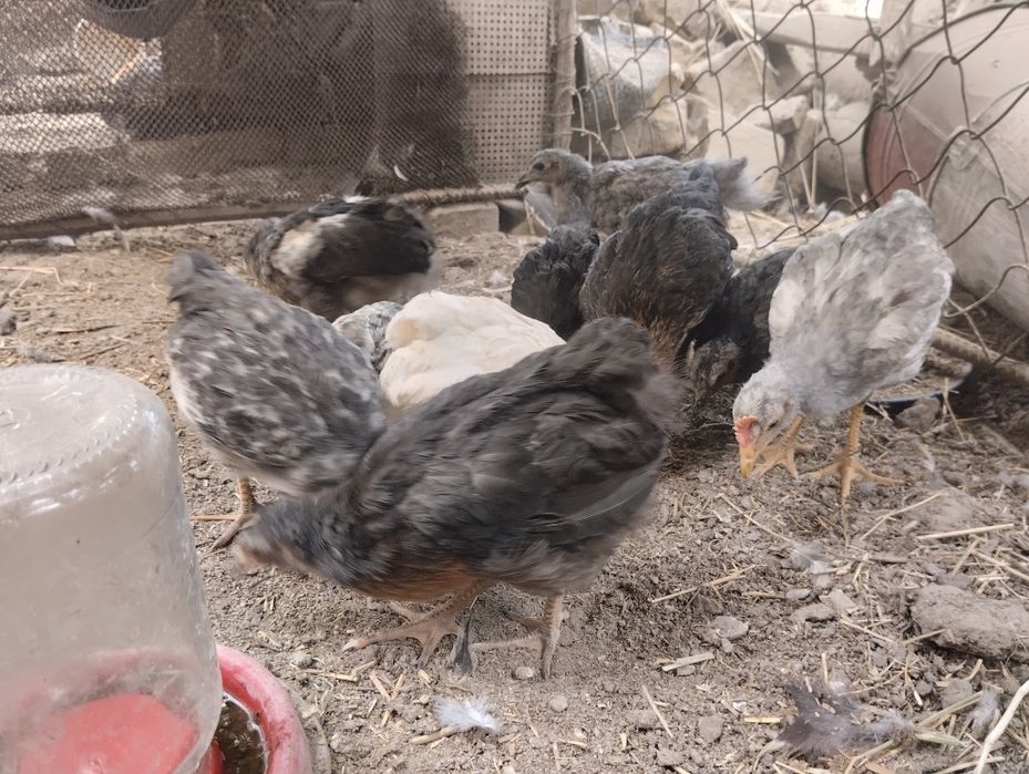 Jujalar sotiladi 3 oylik 40000 so'm