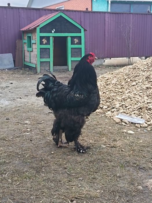 Продам петуха брама