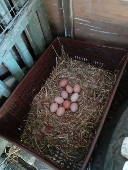 Vând ouă pentru incubat