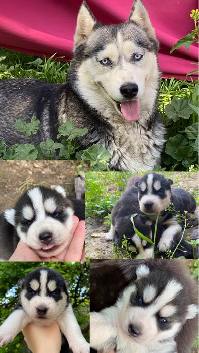 Шенки хаски мальчик и девочка