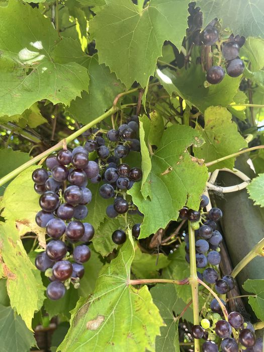 Продам виноград Изабелла