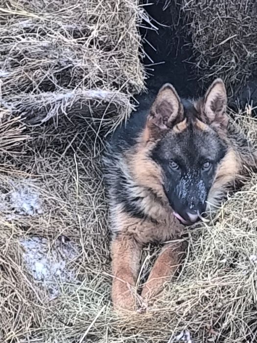 Продам овчарку немецкую