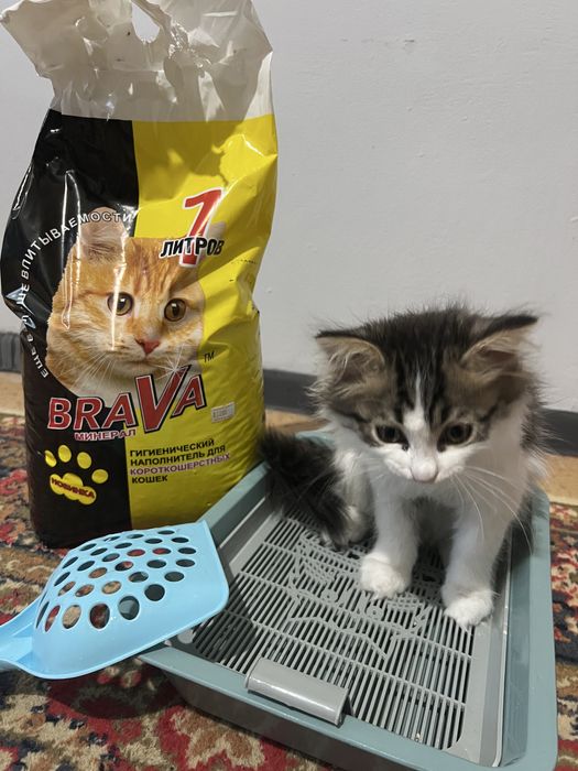 Отдадим котенка