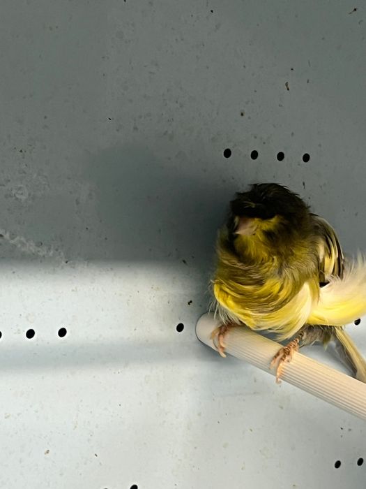 Canari timbrado clasic continuu