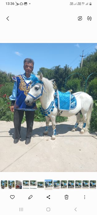 Жеребец Пони на Случку