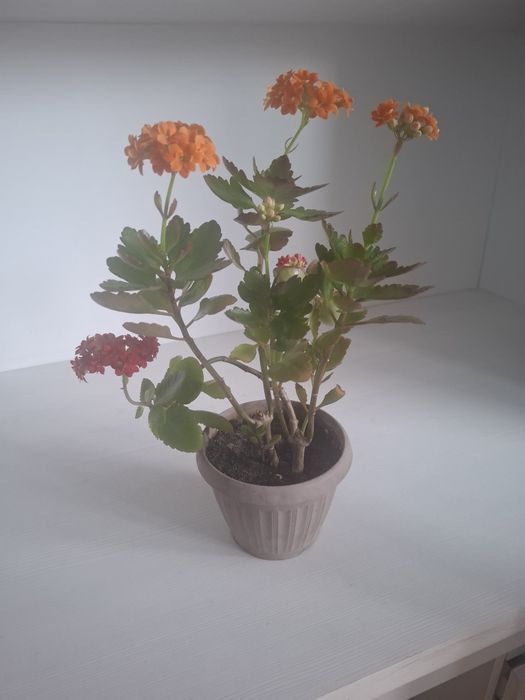 Продаю коланхоэ разных цветов