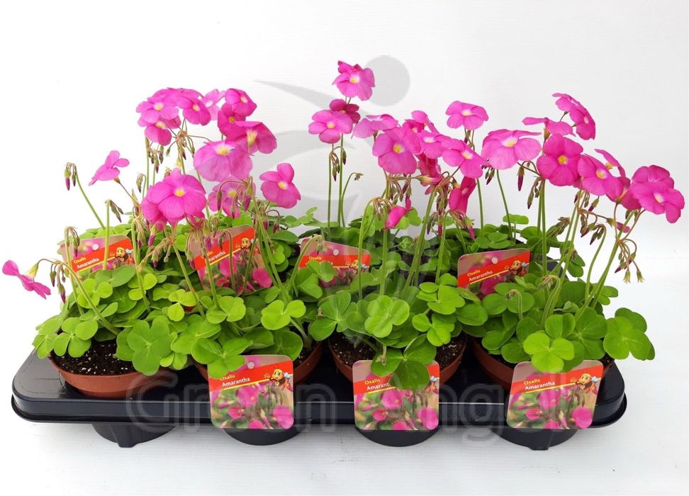 Оксалис Амаранта