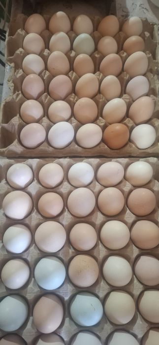 Продам инкубационное яйцо несушек. Брама Америукана джерсийский гигант