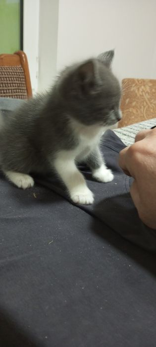 Продаються котята красивые, очень игривые. Доставка платная.