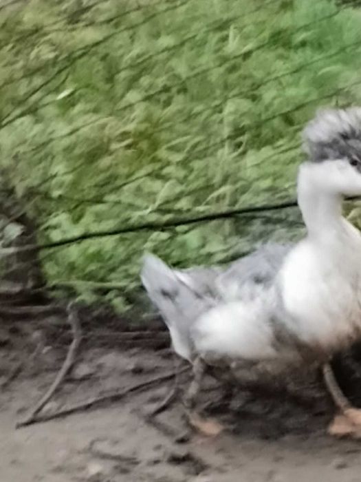 Vand gaste si oua pentru incubat