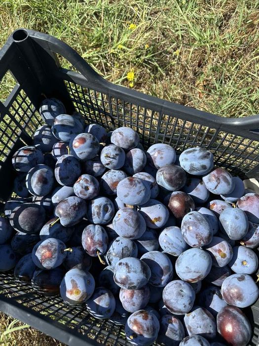 Продавам Сини сливи Йо йо, Стенлей
