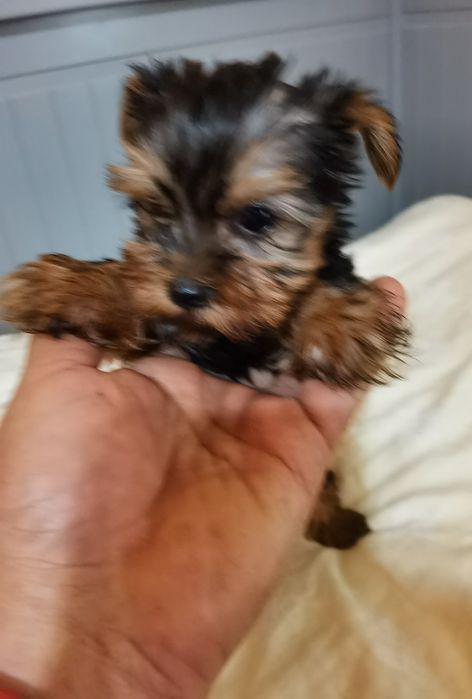 Yorkshire Terrier mini fetita