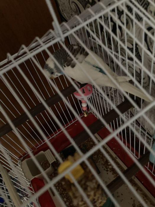 Продам пупугая!!