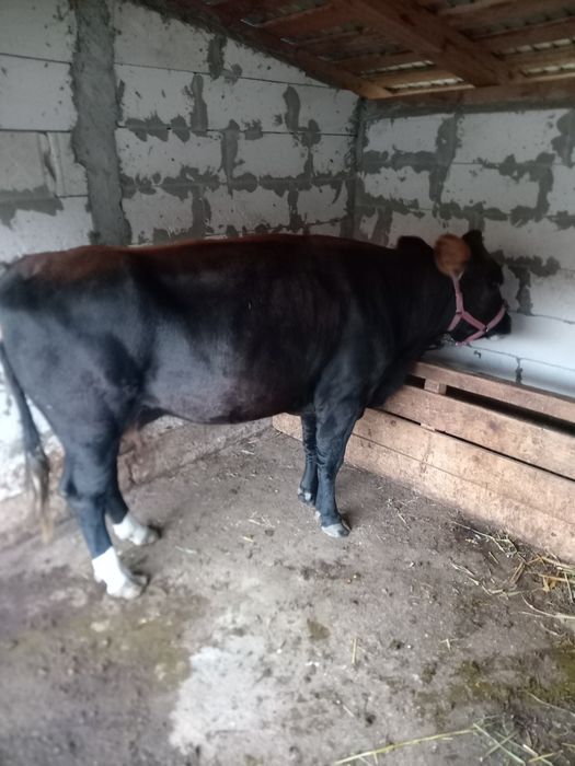 De vânzare junica Angus, grasa, frumoasa calitatea I. Preț 8500 lei. Junica are aprox. 450 kg și foarte bine întreținută ca la ferma.