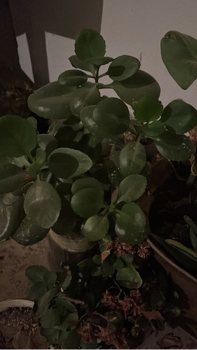 Продаются комнатные цветы