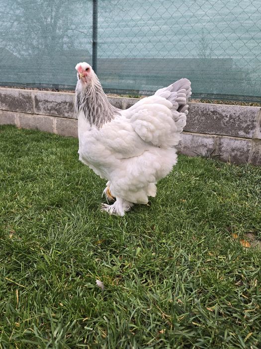 Brahma hd pe albastru  2025