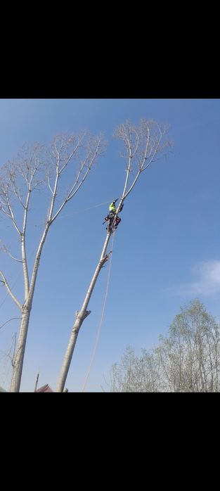 Спил деревьев,агаш кесемиз