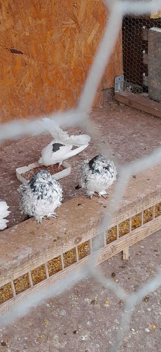 Porumbei de vânzare mai multe rase