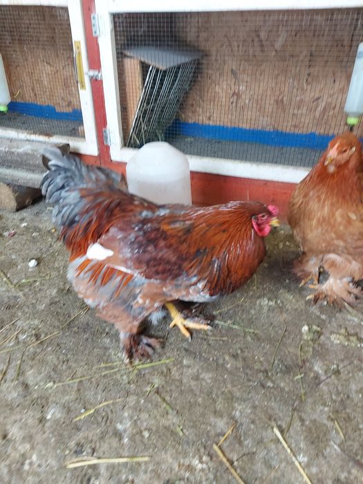 Cocoși pentru doritori