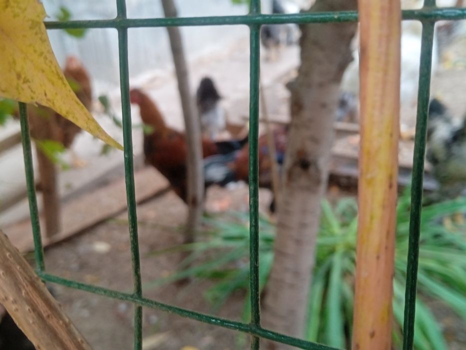 Xoʻrozlar sotiladi!