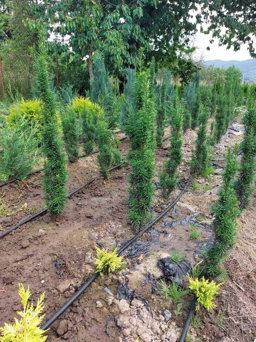 Plante ornamentale Seini/ leylandi