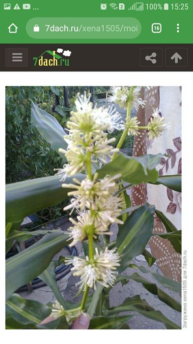 Драцена Душистая