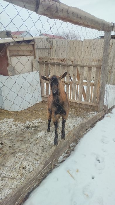 Альпий теке сатылады