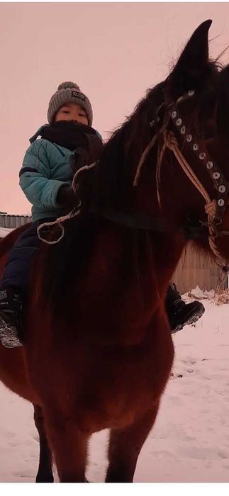 Продам полу тяж кобыла