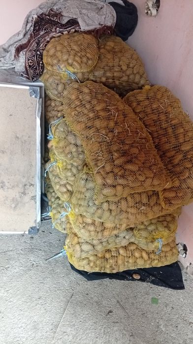 Картофи за сейтба