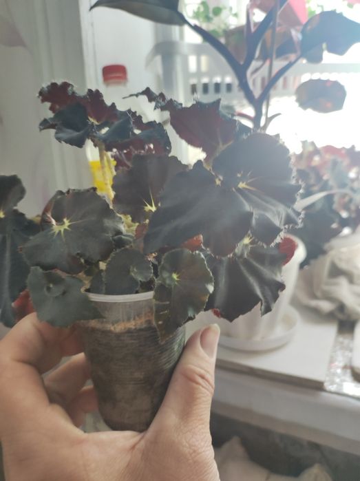 Комнатные растения