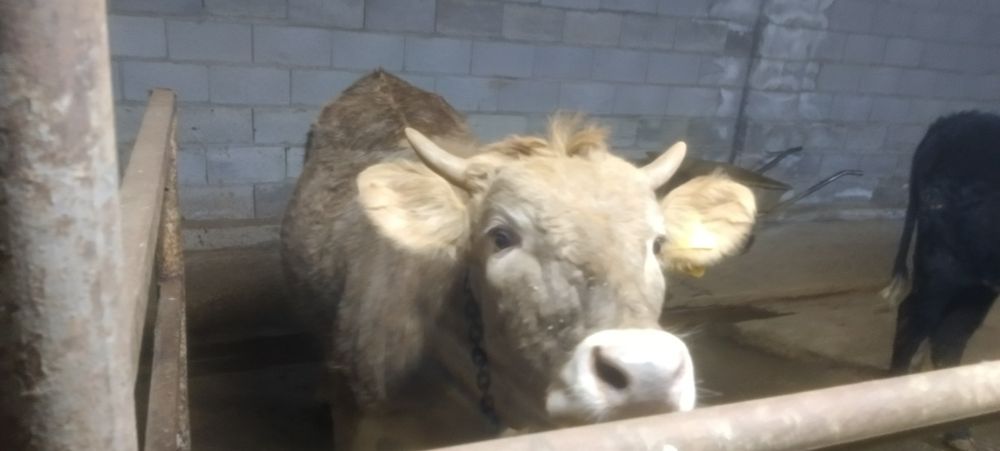 Продам двух тёлочек по 1.3 месяца