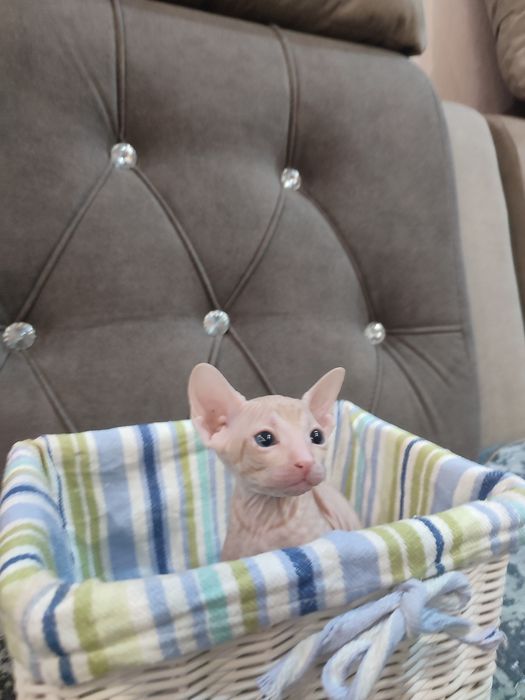 Сфинкс Питерболд