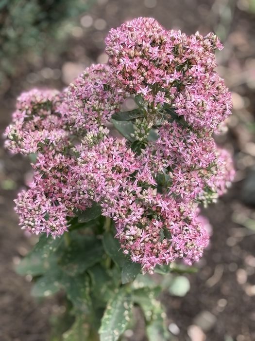 Многолетие цветы и кустарники