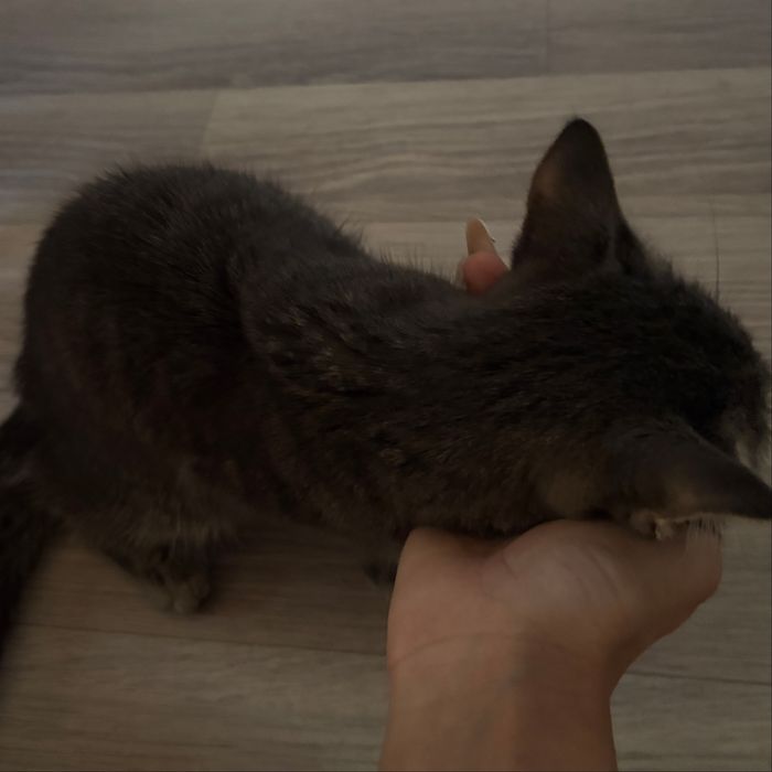 Ищу для котенка дом