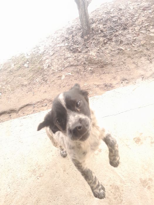 English Springer Spaniel Спаниель 

Английский спрингер-спаниель

Қысқ