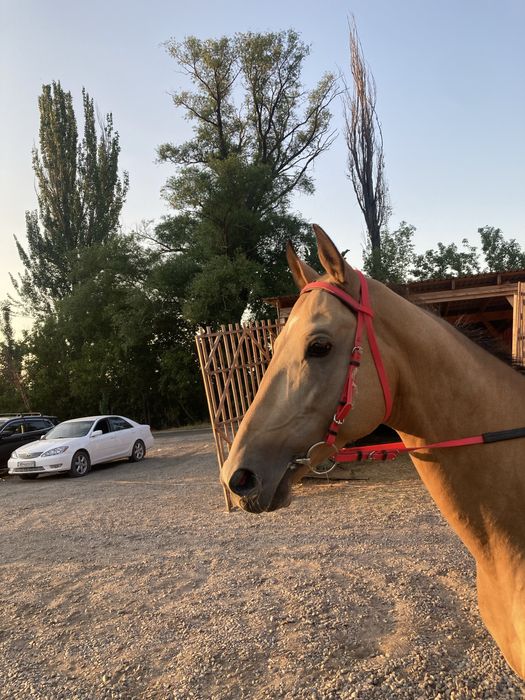 Ахалтеке сатылады