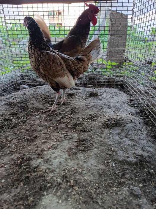 Sebrayt zotli tovuqlar