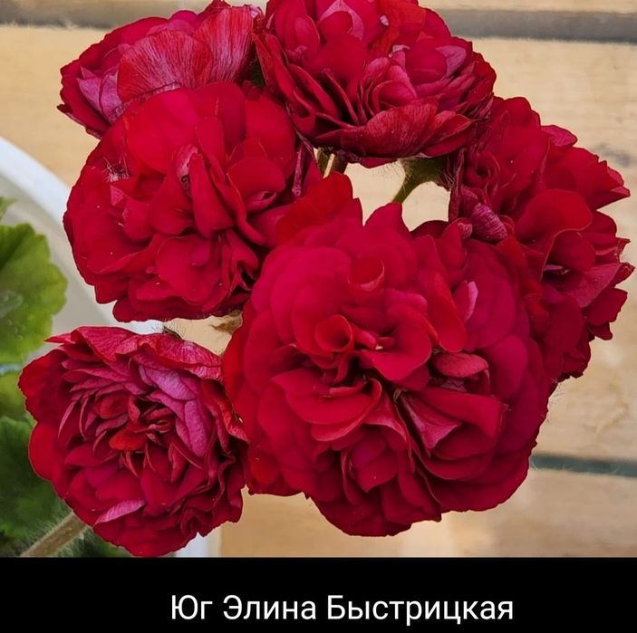 Черенки коллекционных пеларгоний