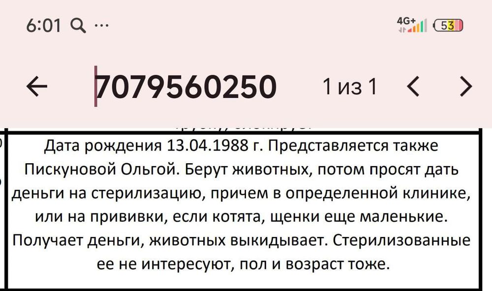 Кошки и собаки внимание