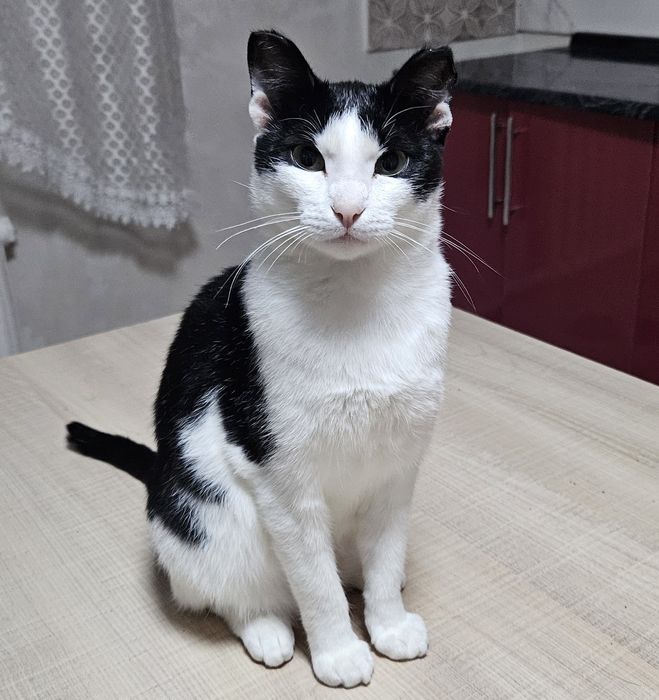 Отдам кота в добрые руки