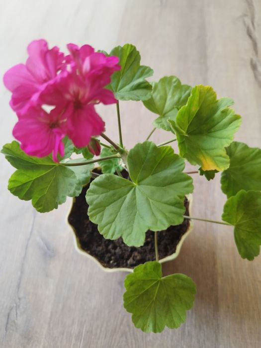 Комнатные цветы.