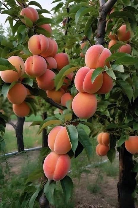 Pomi Fructiferi Columnari (CAIS )