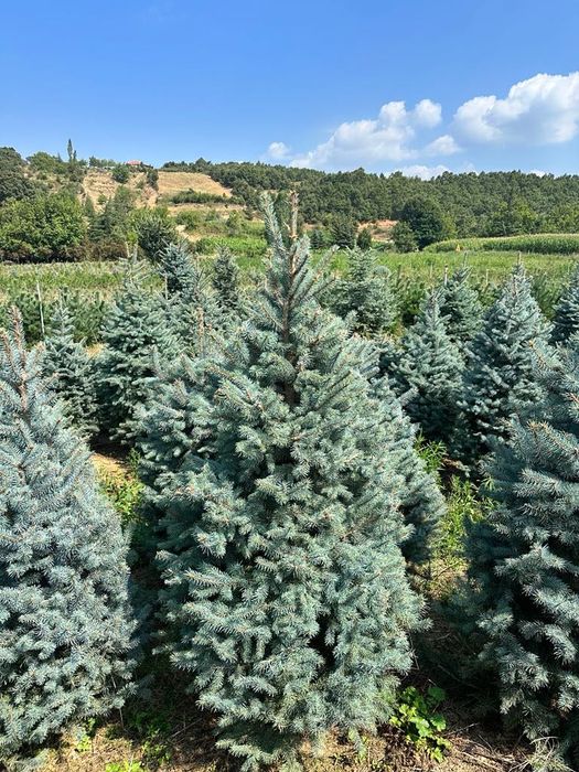 Акция! Голубая ель до 3 метров (Picea Pungens glauca)