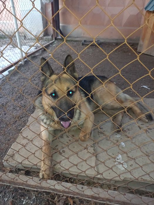 ВЕО кобель, 3 года. Ищем самку.