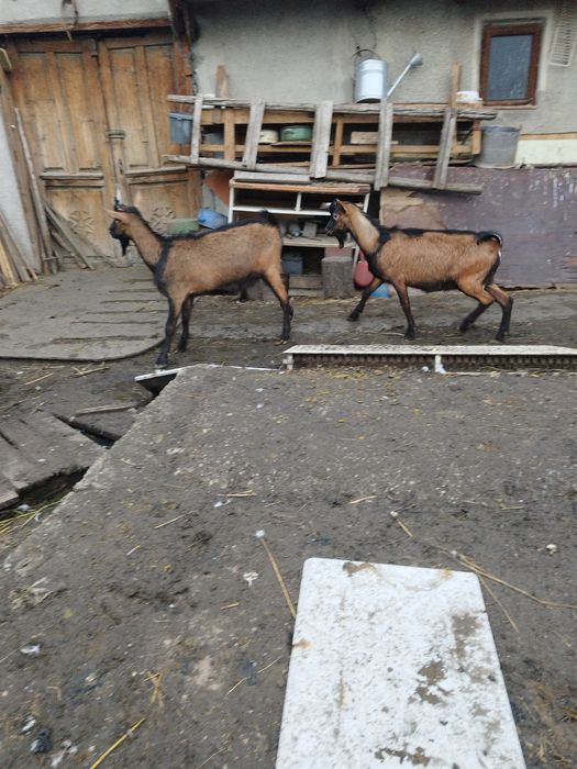 Iezi alpini rasa pura