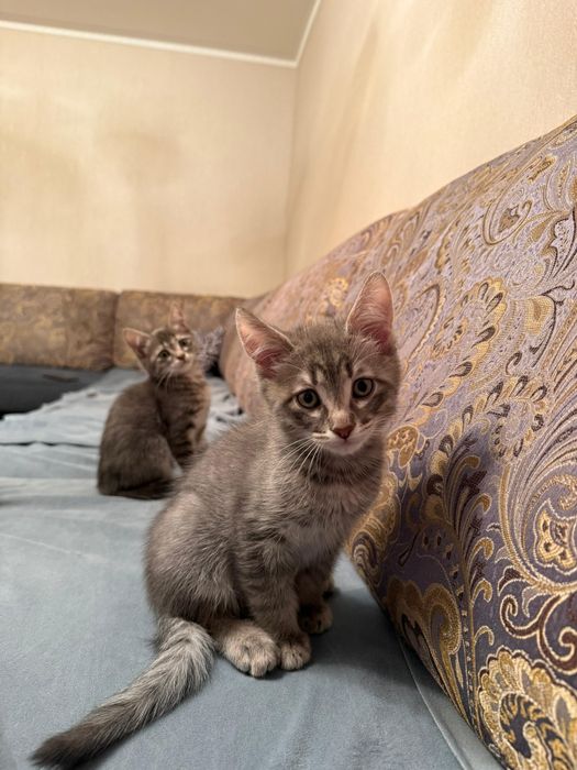 Отдам котят в добрые руки