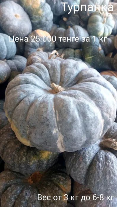 Тыква семена разные сорта