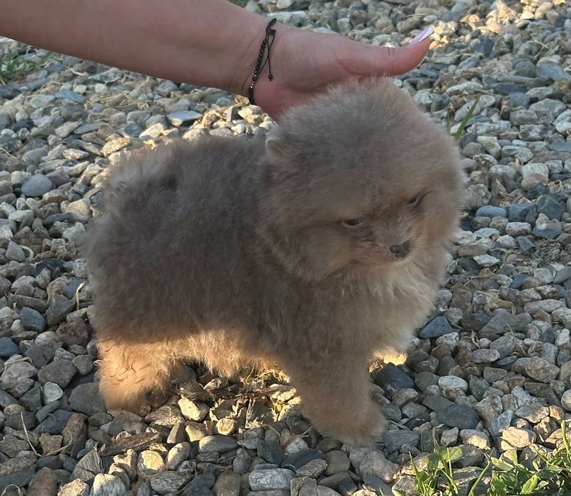 Померан мъжко и женско