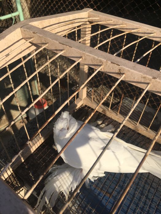 Продам белого двухчубого самца